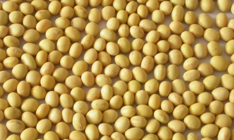 Купуємо сою з протеїном від 24% - фото № 1