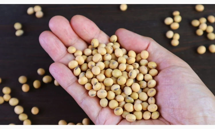 Семена сои сорта Максус на продажу - фото № 1