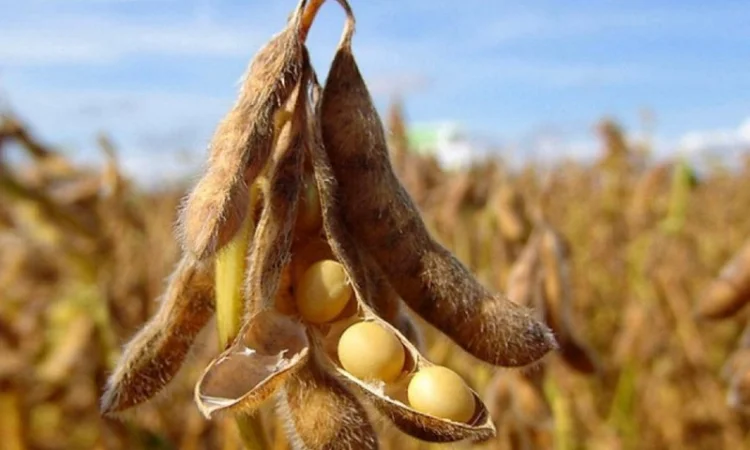 Ультраранній сорт сої PS 0035 NR2 з високим потенціалом урожайності - фото № 1