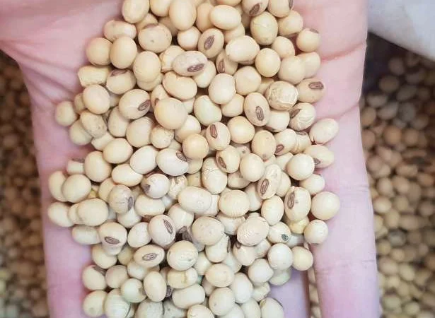 Семена сої Ультра від Monsanto - фото № 1