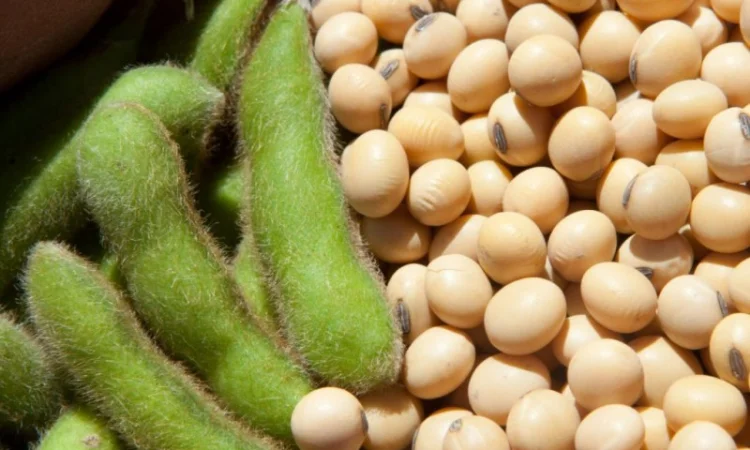 Семена сои сорта Хардин в продаже - фото № 1