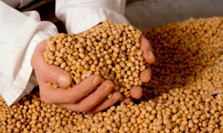 Семена сои Монро - высокоурожайный сорт - фото № 1