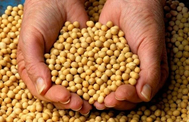 Семена сои NK08-V9E3 для высокого урожая - фото № 1