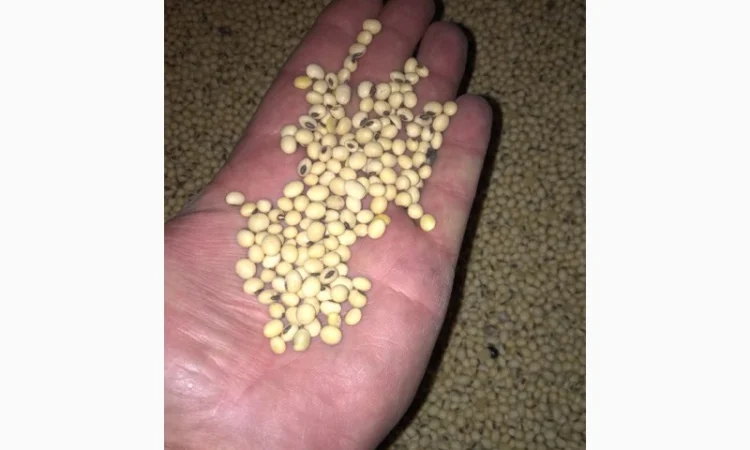 Соя Канзас посівна 90днів - фото № 1