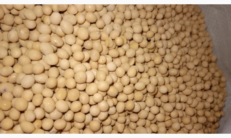 Продается соя Махоні - сорт ультраранний - фото № 1