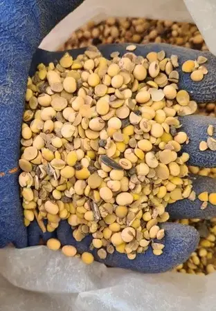 Закупаем половинки сои - фото № 1