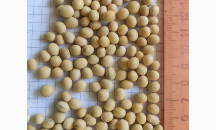 Продаж насіння сої сорту P03T68R2 - фото № 1