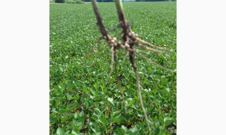 Продам сою (товарну та посівну). Протеїн 39 %, вол. 11.6% з пдв та без - фото № 2