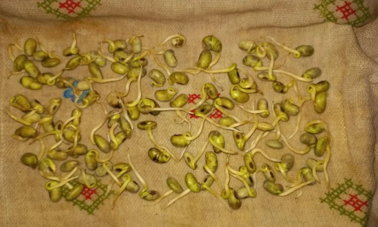 Продам сою (товарну та посівну). Протеїн 39 %, вол. 11.6% з пдв та без - фото № 3