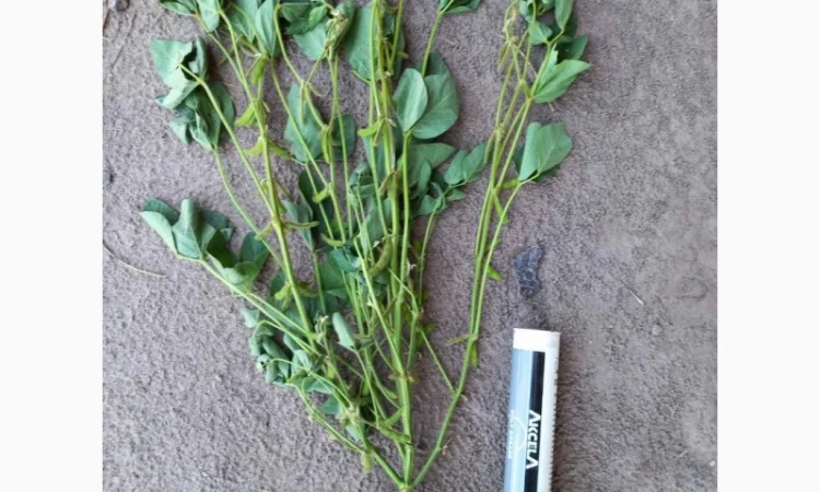 Продам сою (товарну та посівну) з пдв та без - фото № 2