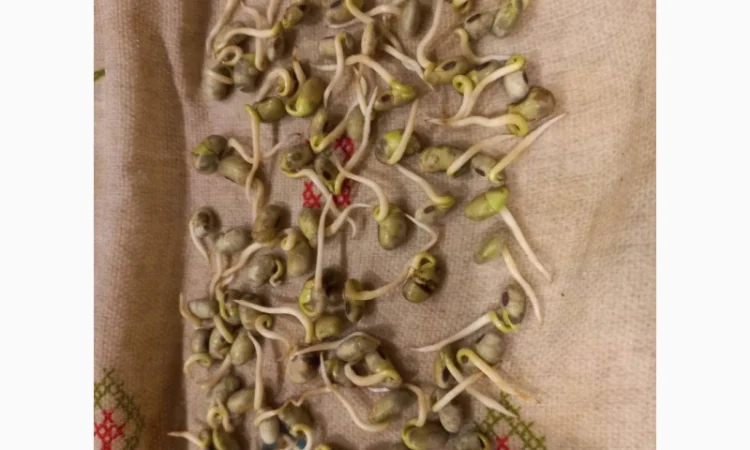 Продам сою (товарну та посівну) з пдв та без - фото № 3