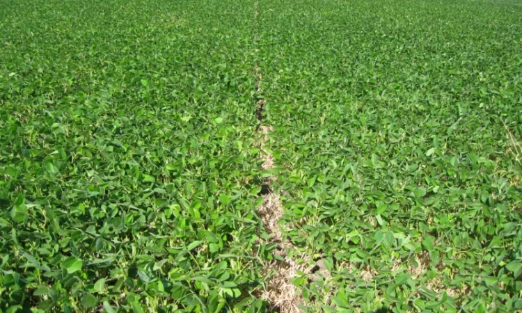 Соя ранняя ГМО Седна морозостойкая для продажи - фото № 1