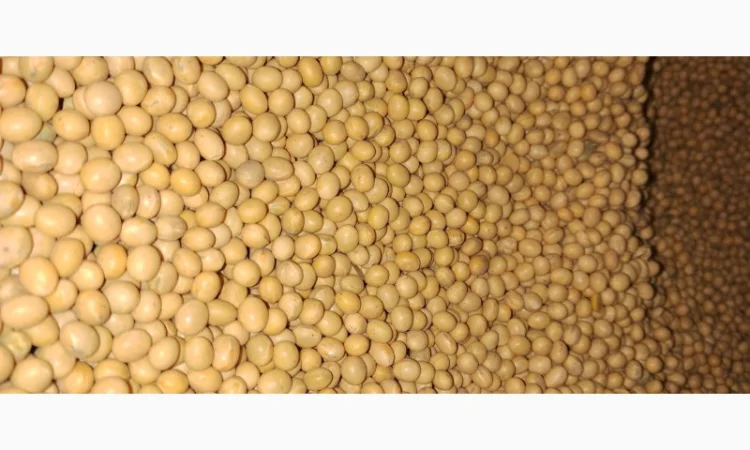 Насіння сої Піонер Т 2023 - висока врожайність - фото № 1