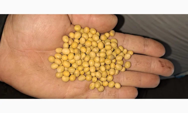 Насіння сої Піонер Т 2023 - висока врожайність - фото № 2