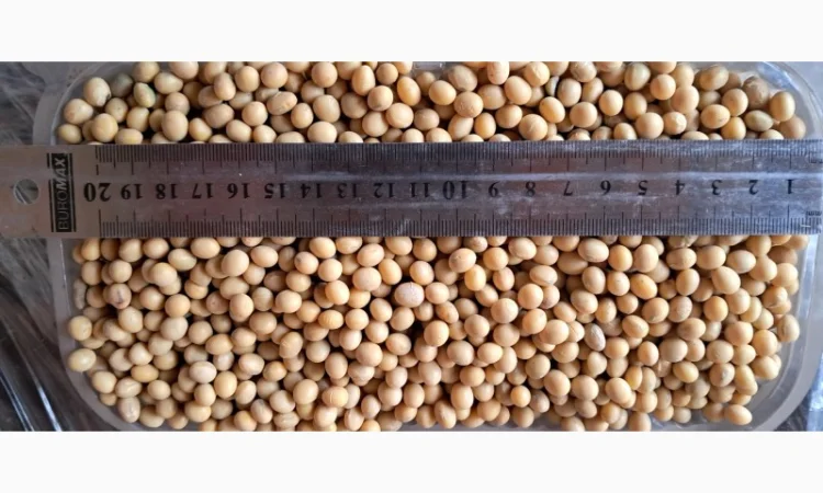 Насіння сої Піонер Т 2023 - висока врожайність - фото № 3