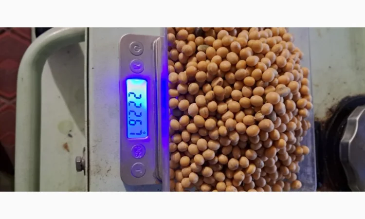 Насіння сої Піонер Т 2023 - висока врожайність - фото № 4