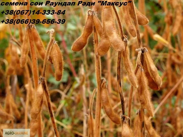 Семена сои - фото № 1