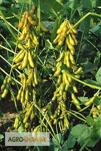 Семена сои раннего сорта 'Харди' - фото № 1