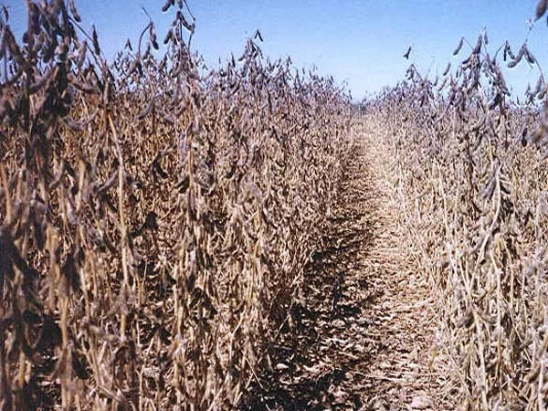 Семена сої 1 репродукції – продаж - фото № 1