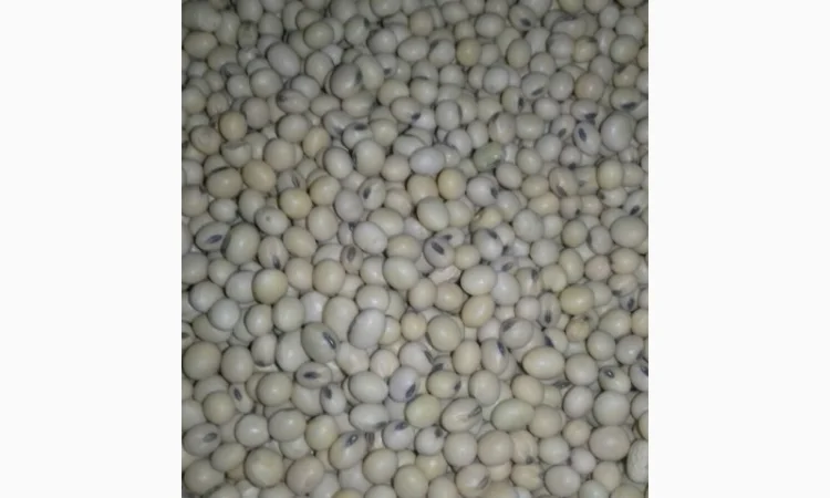 Семена сої 1 репродукції – продаж - фото № 2