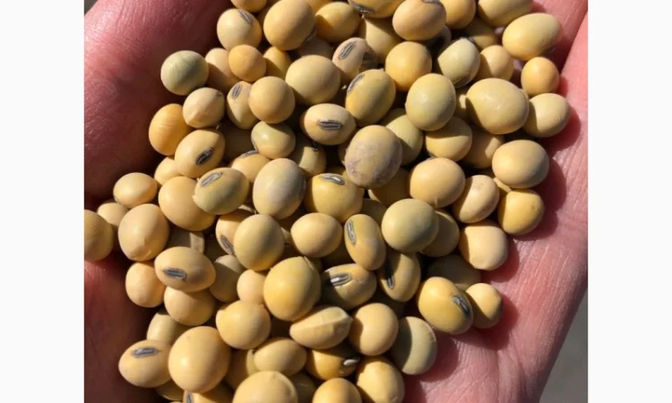 Семена сої 1 репродукції – продаж - фото № 5