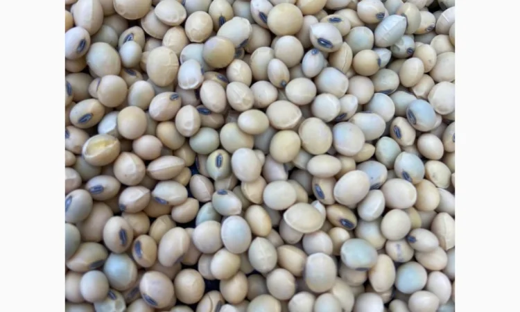 Семена сої 1 репродукції – продаж - фото № 6