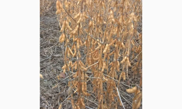 Семена сои под Раундап - фото № 2