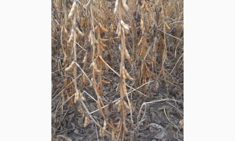 Семена сои под Раундап - фото № 1