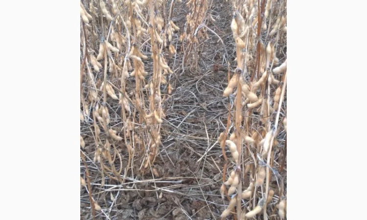 Семена сои под Раундап - фото № 3