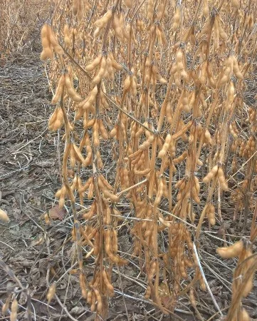 Насіння сої "S04D3". під Раундап. надстійка до стресових умов + відео - фото № 1