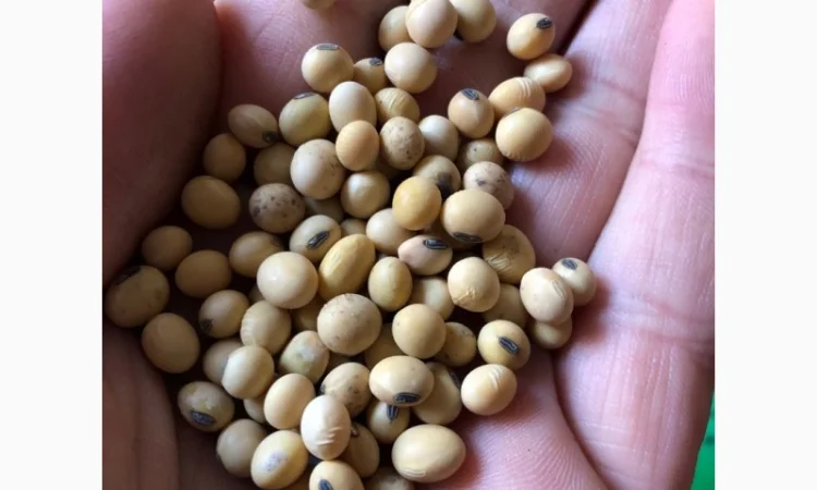 Насіння сої Канзас. Ультра-рання стійка до Раундапу + відео - фото № 1