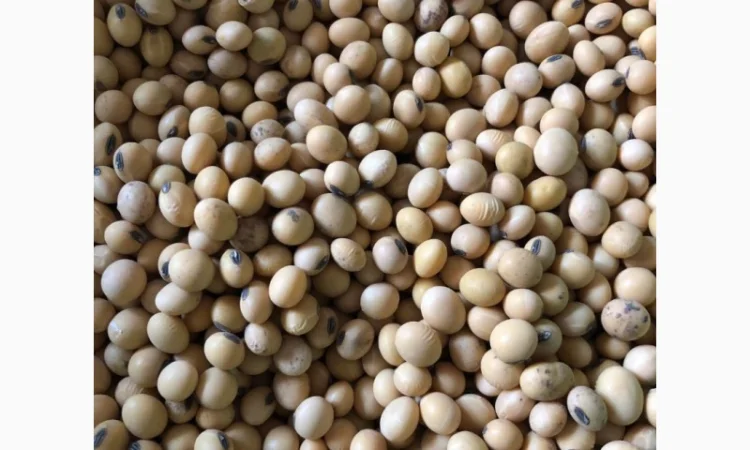 Насіння сої Канзас. Ультра-рання стійка до Раундапу + відео - фото № 2