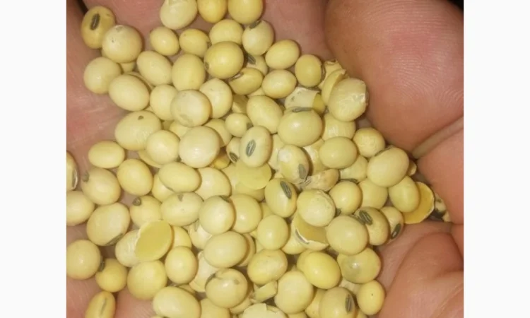 Продажа семян сои Сенсор, среднеспелый сорт, раундапный - фото № 1