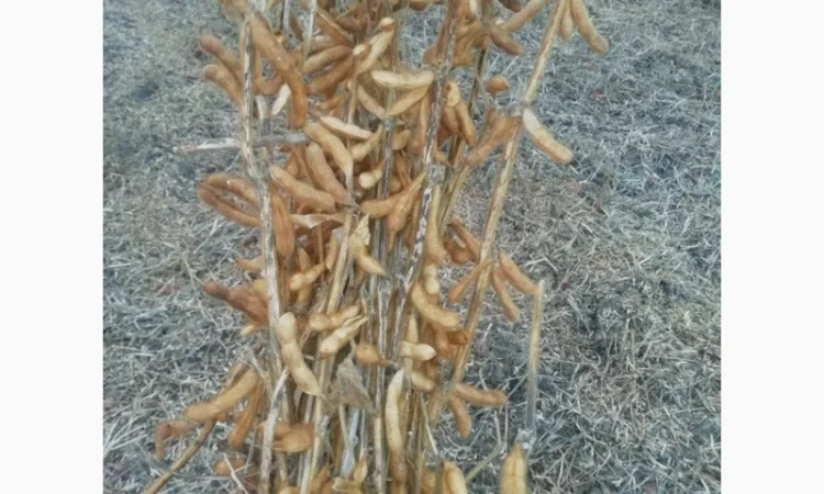 Продажа семян сои Сенсор, среднеспелый сорт, раундапный - фото № 2