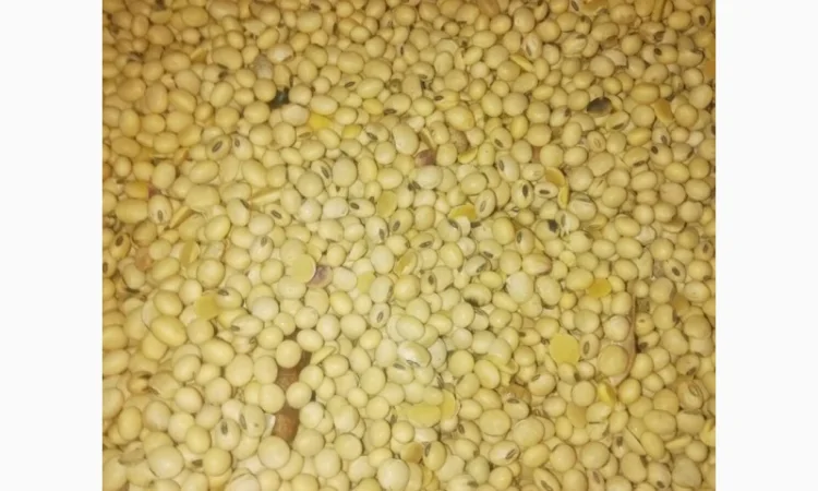 Продажа семян сои Сенсор, среднеспелый сорт, раундапный - фото № 3