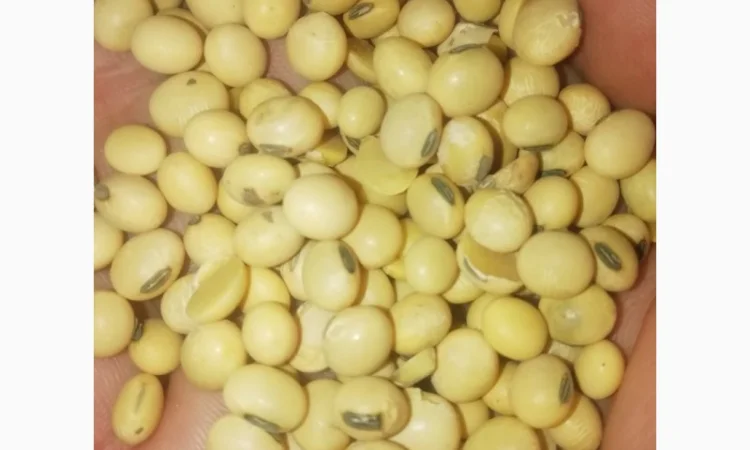 Продажа семян сои Сенсор, среднеспелый сорт, раундапный - фото № 4