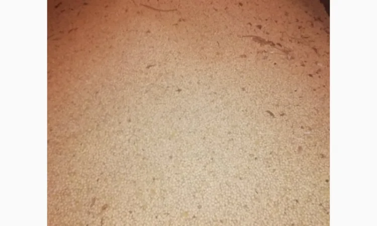 Продажа семян сои Сенсор, среднеспелый сорт, раундапный - фото № 5