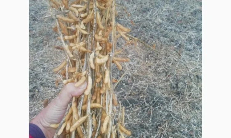 Продажа семян сои Сенсор, среднеспелый сорт, раундапный - фото № 6