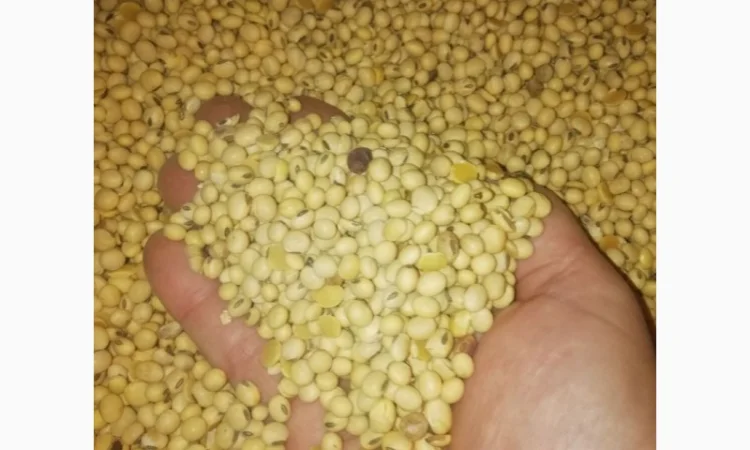 Продажа семян сои Сенсор, среднеспелый сорт, раундапный - фото № 7
