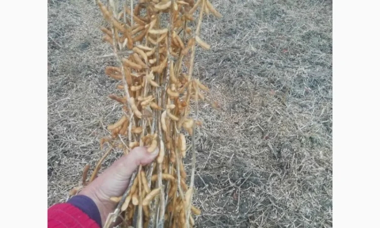 Продажа семян сои Сенсор, среднеспелый сорт, раундапный - фото № 8