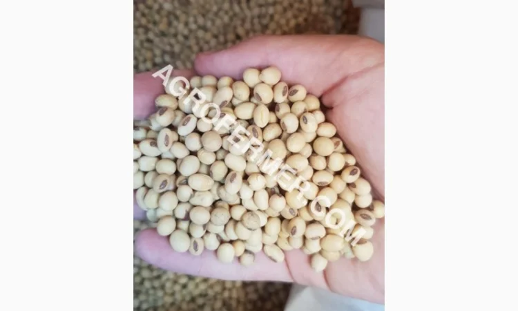 Семена сои ABEE - Канадский трансгенный сорт - фото № 1