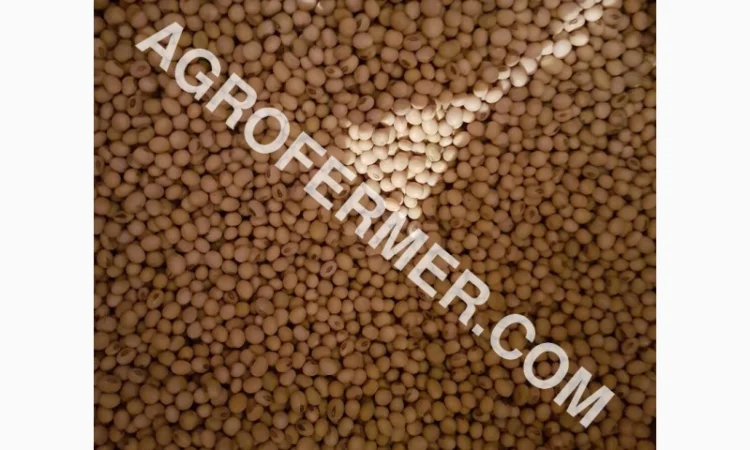 Семена сои ABEE - Канадский трансгенный сорт - фото № 2