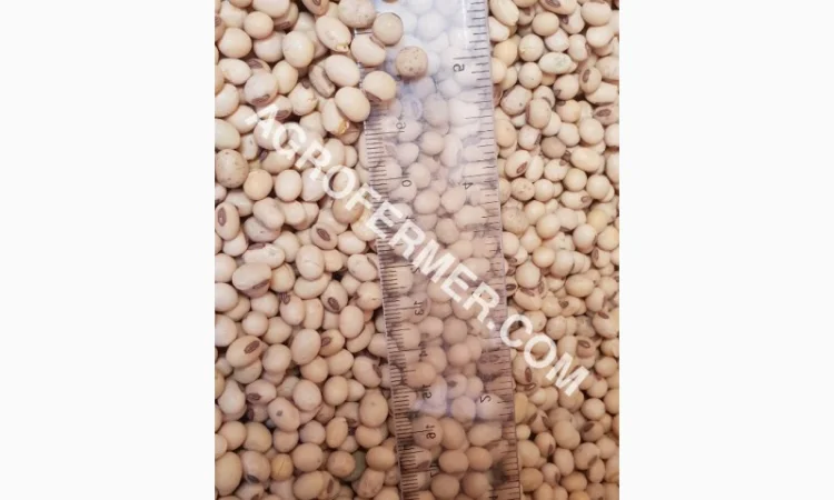 Семена сои ABEE - Канадский трансгенный сорт - фото № 3