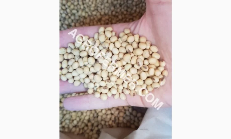 Семена сои DREM - трансгенный сорт, устойчивый к глифосату - фото № 1