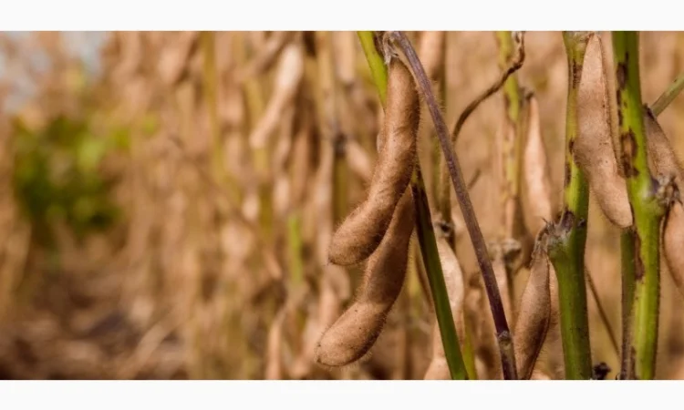 Продам соя1500 т, Кіровоградська обл - фото № 1