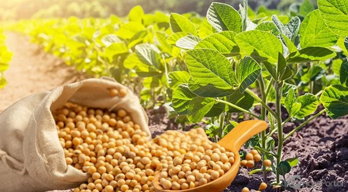 Продам сою 6000 тонн, Львівська обл - фото № 1