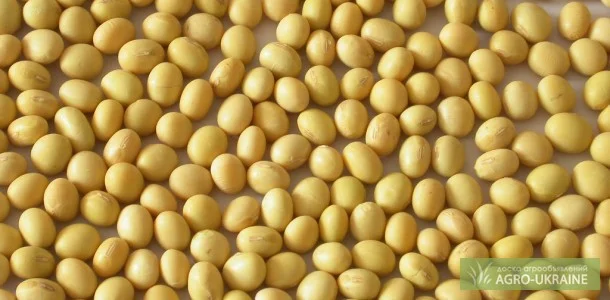 Закупаем сою оптом - фото № 1