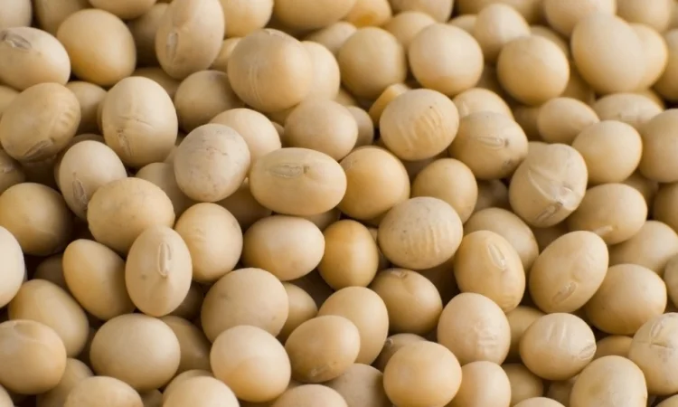 Закупаем сою с содержанием протеина 12/2/37 - фото № 1