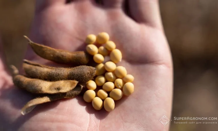 Продам сою ГМО 500 тонн Сумська обл - фото № 1