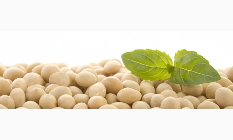 Купляємо сою НЕ ГМО - фото № 1